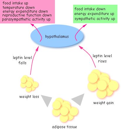 One of the primary mechanisms by which semaglutide promotes weight loss is through appetite suppression. 