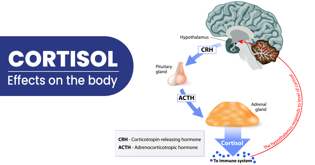  cortisol is released in response to stress and helps regulate metabolism, blood sugar levels, and immune function