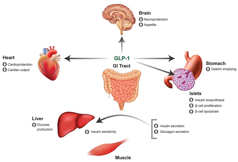Semaglutide acts as a GLP-1 receptor agonist, mimicking the effects of a natural hormone called glucagon-like peptide-1 (GLP-1). 