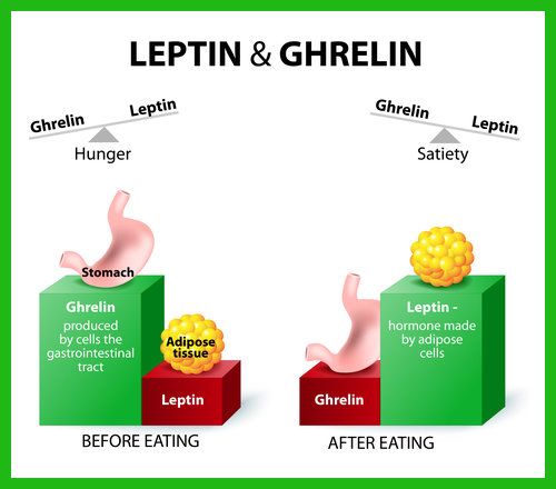 Leptin, known as the "satiety hormone," signals to the brain when we're full and helps regulate appetite. 