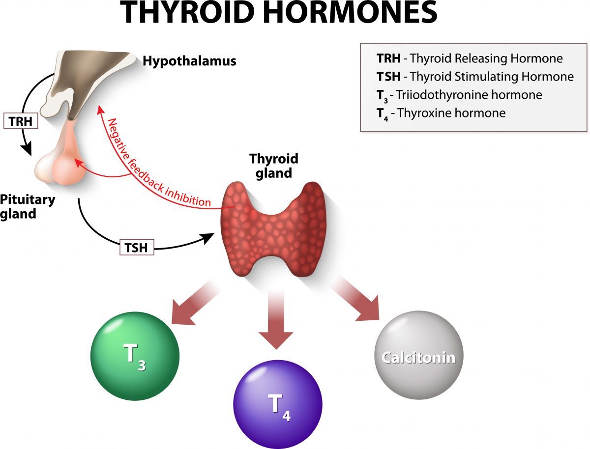 Thyroid hormones, including T3 and T4, play a crucial role in regulating metabolism and energy production. 